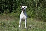 DOGUE ARGENTIN 048